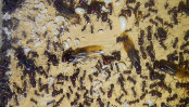 Messor cephalotes Nestkammer mit Altkönigin.jpg