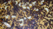 Messor cephalotes Nest_2.jpg