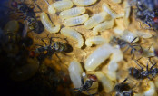 Camponotus singularis  Larven.jpg