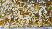 Oecophylla smaragdina Nest .gif