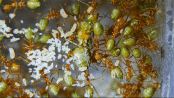 Oecophylla smaragdina Königin mit Brut.gif