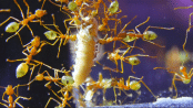 Oecophylla smaragdina futtern Mehlkäferlarve.gif