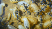 Komponatis singularis Königinnenpuppen_2.gif