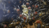 Camponotus singularis Eierpulk.gif