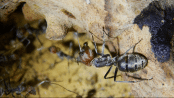 Camponotus singularis Majorarbeiterin.gif