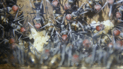 Camponotus singularis Gelege