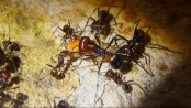 Messor cephalotes erbeutet Mehlkäfer.gif