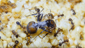 Messor cephalotes Königin schlüpft.gif