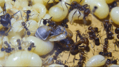 Messor cephalotes Königin wird.gif