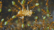 Oecophylla smaragdina bearbeiten eine Schabe.gif