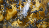 Camponotus singularis Königin geschlüpft.gif
