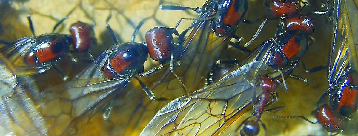 Messor cephalotes Königinnen.jpg