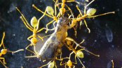 Oecophylla smaragdina Heimchenbeute.gif