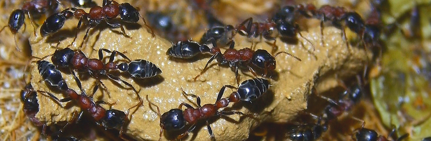 Tetraponera rufonigra_.jpg