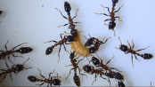Tetraponera rufonigra.gif