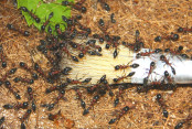 Tetraponera rufonigra.jpg