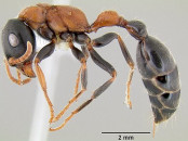 Quelle: https://en.wikipedia.org/wiki/Tetraponera_rufonigra