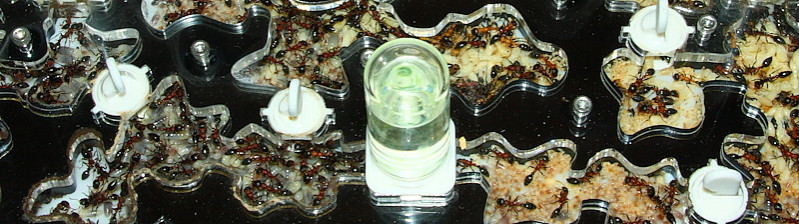 Tetraponera rufonigra  Nestblock.jpg