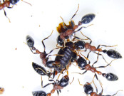 Tetraponera rufonigra futtern Heimchenrest.jpg