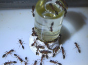 Tetraponera rufonigra trinken Zuckerwasser.jpg