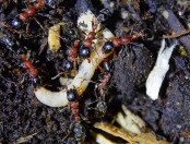 Tetraponera rufonigra an Mehlkäferlarven.jpg