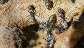 Camponotus singularis Arbeiterinnen