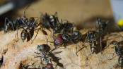 Camponotus singularis Majorarbeiterin