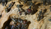 Camponotus singularis Majorarbeiterin