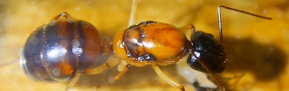 Camponotus nigriceps Königin.jpg