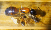 Camponotus nigriceps Königin mit Brut.jpg