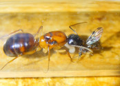 Camponotus nigriceps Königin nimmt Futter.jpg