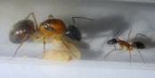 Camponotus nigriceps Gründerkönigin