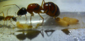 Camponotus nigriceps Königin_1.jpg