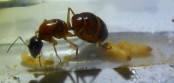 Camponotus nigriceps Königin_2.jpg