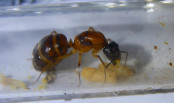 Camponotus nigriceps Königin_3.jpg