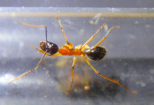 Camponotus nigriceps Arbeiterin.jpg