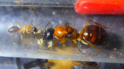 Camponotus nigriceps Königin mit ersten Nachwuchs.jpg