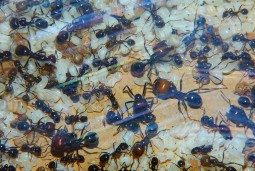 Messor barbarus 29.12.2017_3.jpg