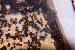 Messor barbarus 29.12.2017_6.jpg