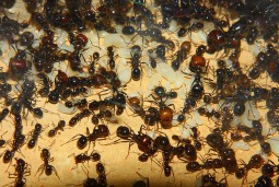 Messor barbarus 29.12.2017_7.jpg