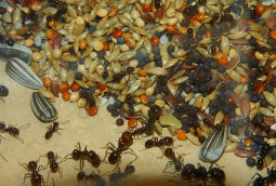 Messor barbarus 29.12.2017_14.jpg