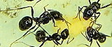 Messor barbarus futtern Eigelb.jpg