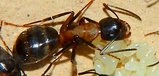 Camponotus ligniperdus.jpg