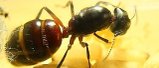 Camponotus ligniperda Königin.jpg