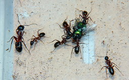 Camponotus ligniperda mit Fliege.jpg