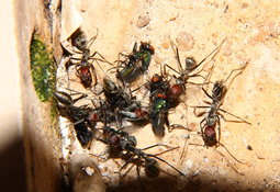 Camponotus singularis mit Fliegen.jpg