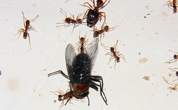 Pheidole sinica mit Fliege.jpg