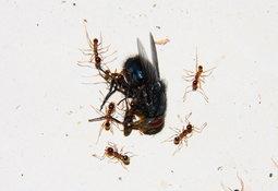 Pheidole sinica mit Fliege_1.jpg