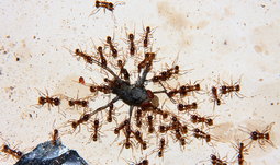 Pheidole sinica mit Fliege_2.jpg