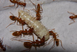 Camponotus spec mit Mehlkäferpuppe.jpg